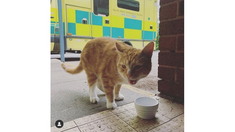 Trevor the cat is rescued by Paramedic Richard davies