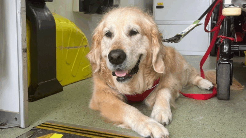 Assistance dog guidance